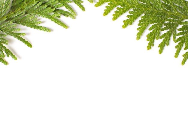 Zdjęcie zielone gałęzie cyprysowe wyizolowanych na białym tle miejsce do kopiowania