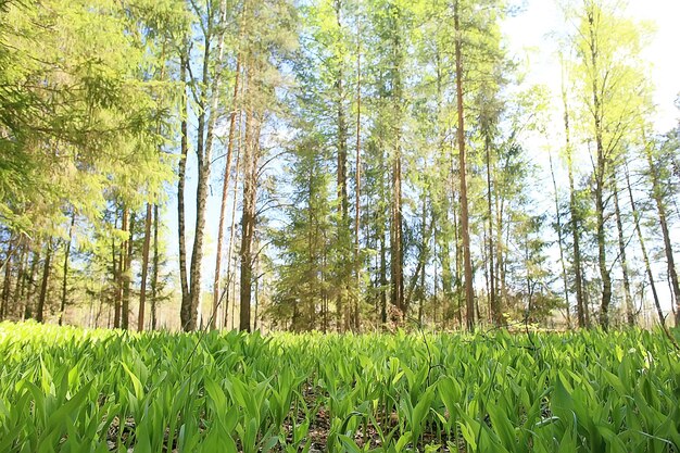 Zielone Gałęzie Liście Tło / Abstrakcyjny Widok Sezonowy Letni Las, Zielone Liście, Koncepcja Eko