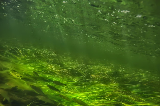 zielone glony pod wodą w rzece krajobraz riverscape, ekologia przyroda