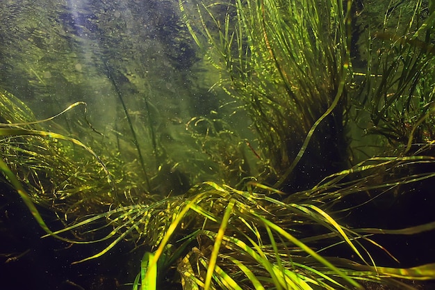 Zdjęcie zielone glony pod wodą w rzece krajobraz riverscape, ekologia przyroda