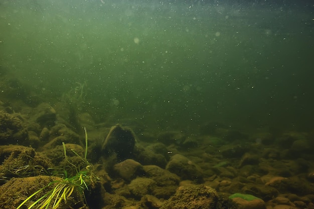 zielone glony pod wodą w rzece krajobraz riverscape, ekologia przyroda