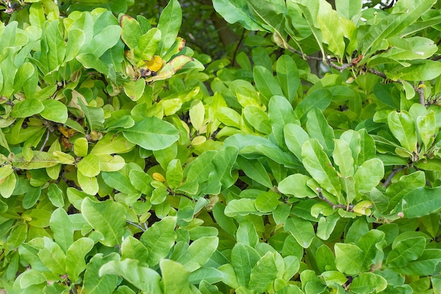 Zielone i małe żółte liście magnolii stellata na wczesną jesień Zbliżenie tła krzewu natury