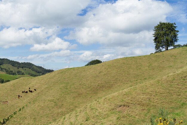 Zielone i piękne góry w Antioquia Kolumbia