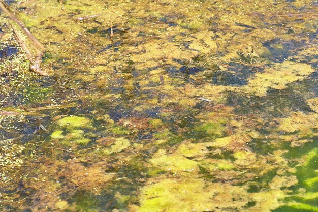 Zielone i pomarańczowe glony na rzece, zanieczyszczenie środowiska.