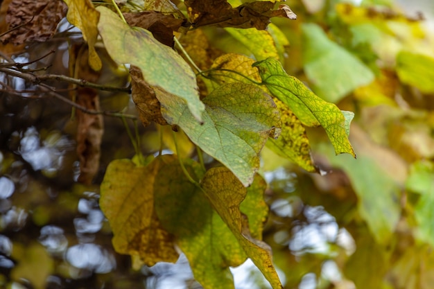 zielone i żółte liście jesienią, natura.