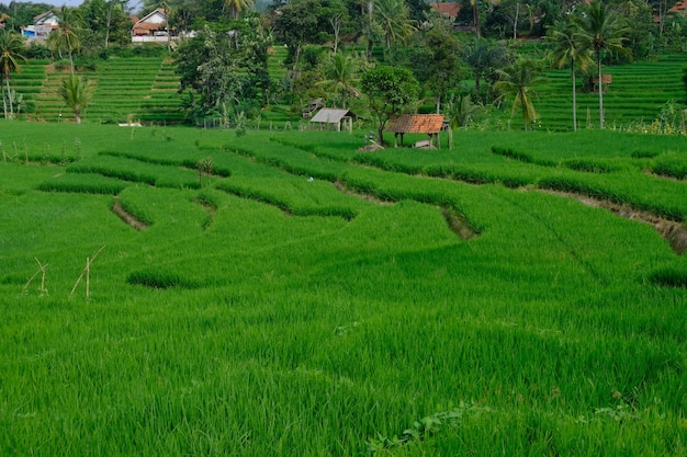 zielone i żyzne pola ryżowe w tropikach. oryza sativa. Ryż jest podstawowym pożywieniem większości Azjatów.