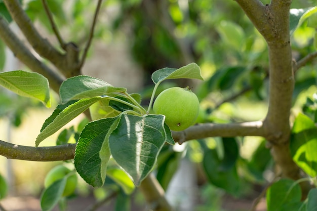 Zielone Jabłka Braeburn Na Gałęziach Drzew W Ogrodzie