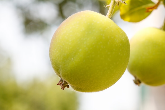 Zielone jabłka na drzewie w ogrodzie w letni dzień z naturalnym rozmytym tłem. Mała głębia ostrości