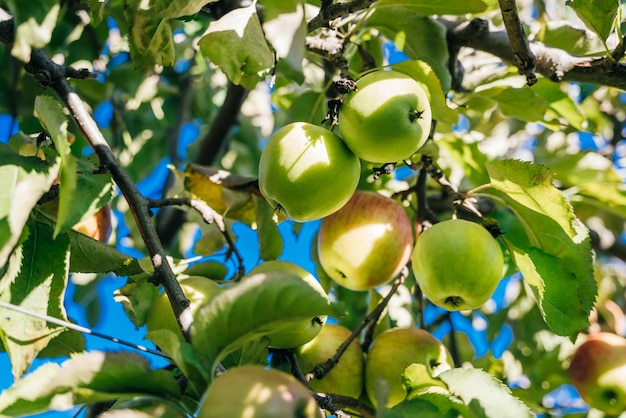 Zielone jabłka na plantacji jabłek w Massachusetts w Stanach Zjednoczonych