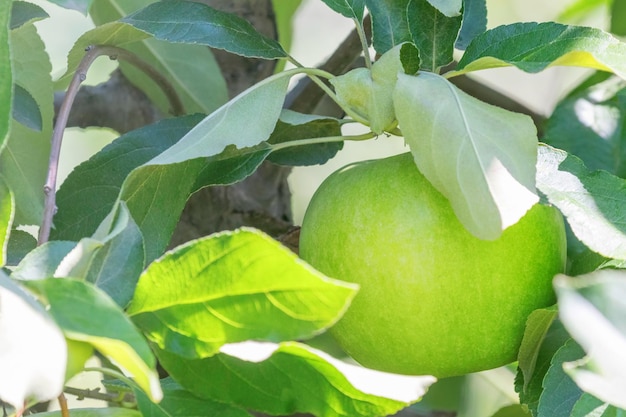 Zielone jabłko na drzewie Jabłoń