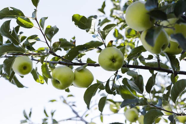 zielone jabłko na gałęzi jabłoni w sadzie jesienne zbiory w ogrodzie na zewnątrz
