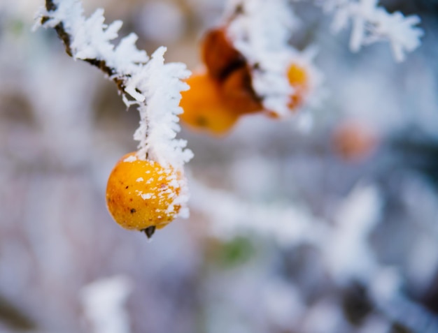Zielone jabłko na gałęzi zimą Mrożone owoce pokryte szronem i śniegiem Piękno tkwi w przyrodzie Ogród w grudniu