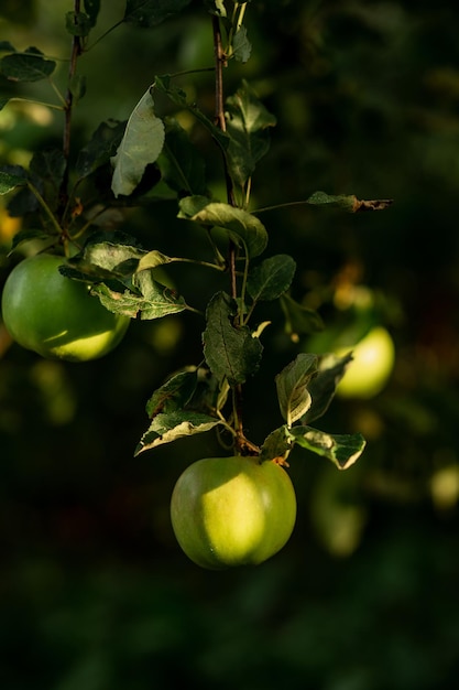 Zielone jabłko wisi na drzewie z liśćmi Przemysł rolniczy agronomia
