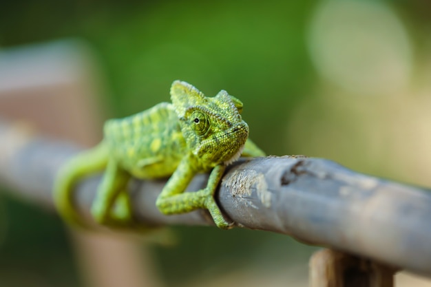 Zdjęcie zielone kameleon indie