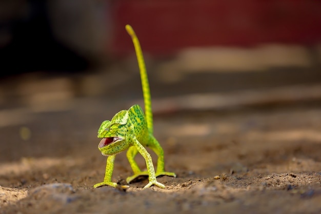 Zielone kameleon indie