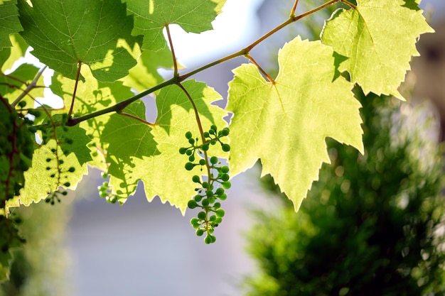 Zielone kiełki gałęzi winogron rosnących w winnicy w wiosennym ogrodzie.