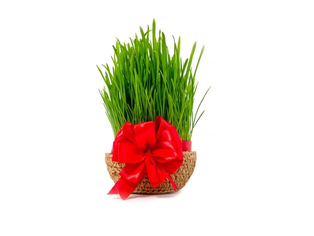 Zielone kiełki pszenicy na święto Nowruz Tradycyjne święto równonocy wiosennej Perski Irański Azerbejdżan Nowy Rok