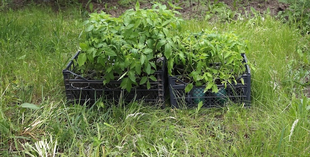 Zielone kiełki sadzonek pomidorów w pudełkach na trawie