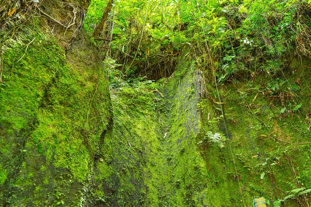 Zielone kolory. Zbliżenie części natury w lesie deszczowym, jasnozielony mech pokrywający skały