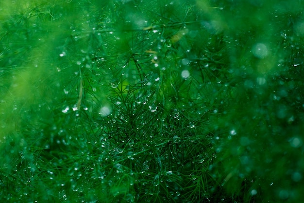Zielone krzewy na wiosnę z kroplami wody