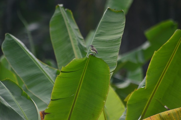 Zdjęcie zielone liście bananowe i kolibri