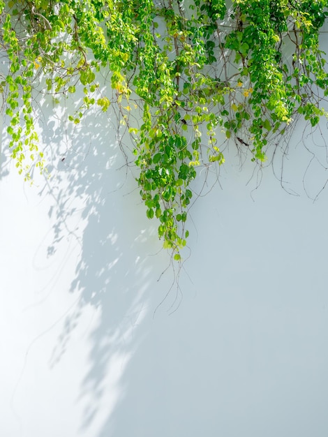 Zielone liście bluszczu wspinające się na tle białej ściany z przestrzenią kopii w stylu pionowym Tła roślin winorośli pnącza