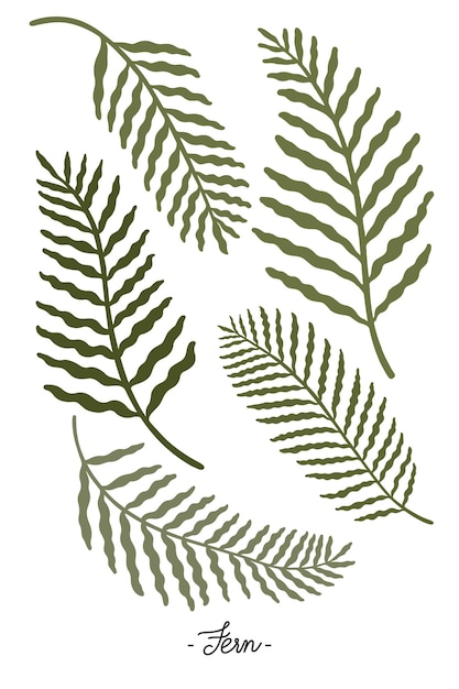 Zielone liście botaniczne przezroczyste png