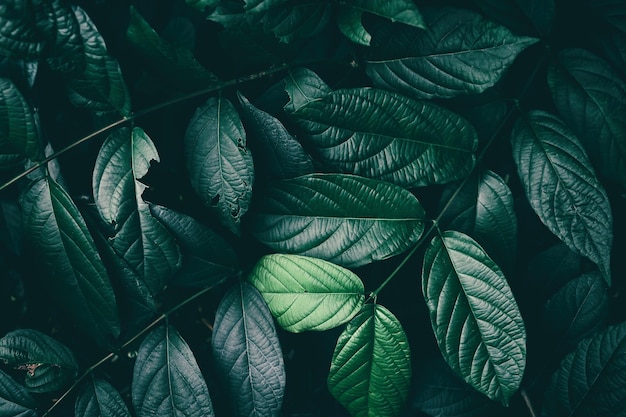 zielone liście ciemne tło natury