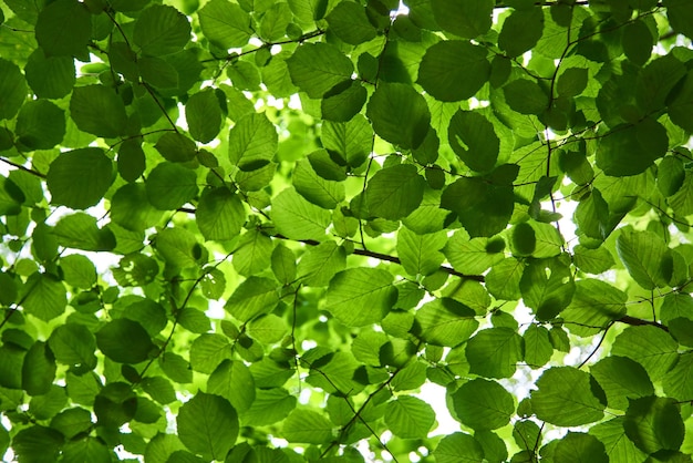 Zielone liście drzew zbliżenie Naturalne tło