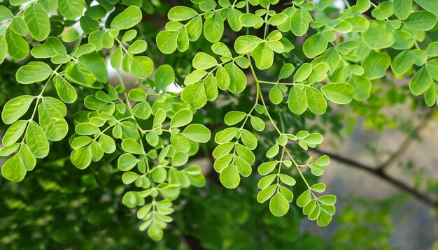 zielone liście drzewa Moringa