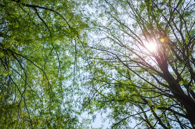 Zielone liście, drzewo i miękkie światło w lesie jesienią