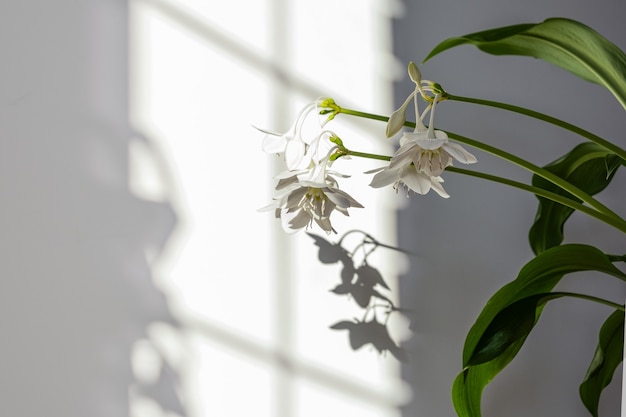 Zielone liście Eucharis z neutralnymi kolorami minimalistyczne tło koncepcji blogera