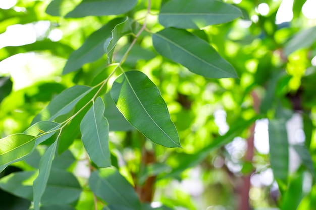 Zielone liście eukaliptusa na tle