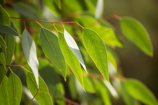 Zielone liście eukaliptusa