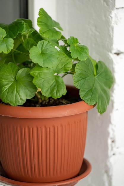 Zielone Liście Geranium W Doniczce Z Terakoty