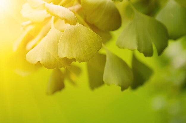 Zielone liście Ginkgo Biloba roślina lecznicza natura słoneczne tło