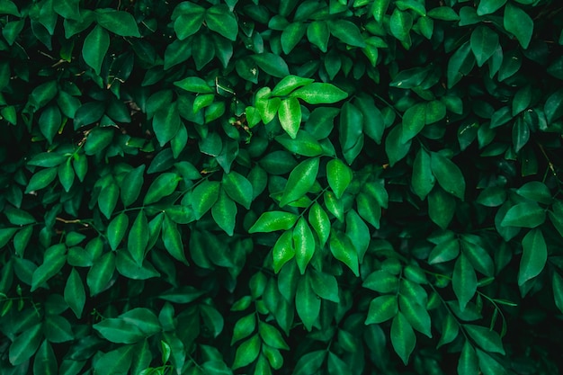 Zielone liście herbaty perm lub ozdobne liście banyanowe w tle Naturalne tło i tapeta
