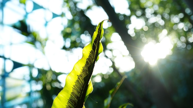 Zdjęcie zielone liście i ciepłe światło słoneczne symbolizują ochronę środowiska