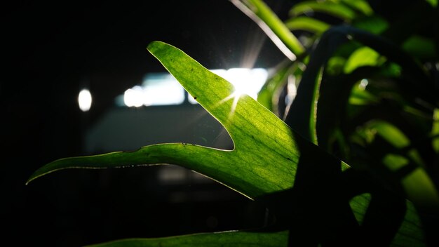 Zdjęcie zielone liście i ciepłe światło słoneczne symbolizują ochronę środowiska