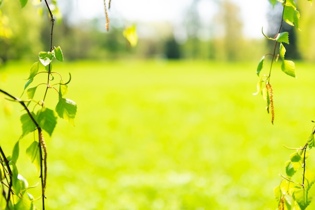 Zielone liście i natura zielona trawa