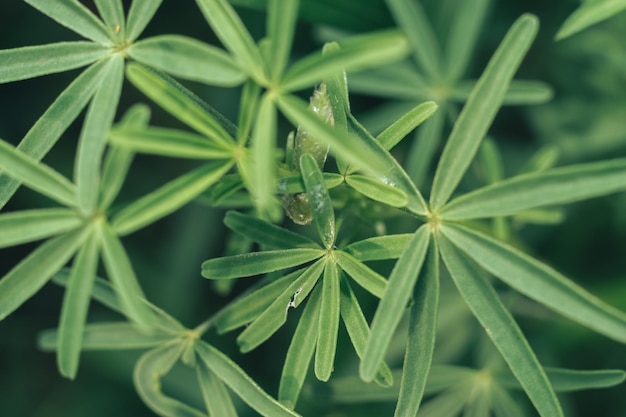Zdjęcie zielone liście i szerokie fasole lato na łące natura wzór tła tekstura do projektowania