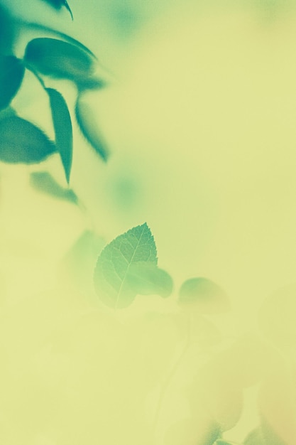Zielone liście jako streszczenie vintage natura tło ziołowe liście wiosną ogród w stylu retro grawiura kwiatowy liść tło dla projektu marki botanicznych wakacje