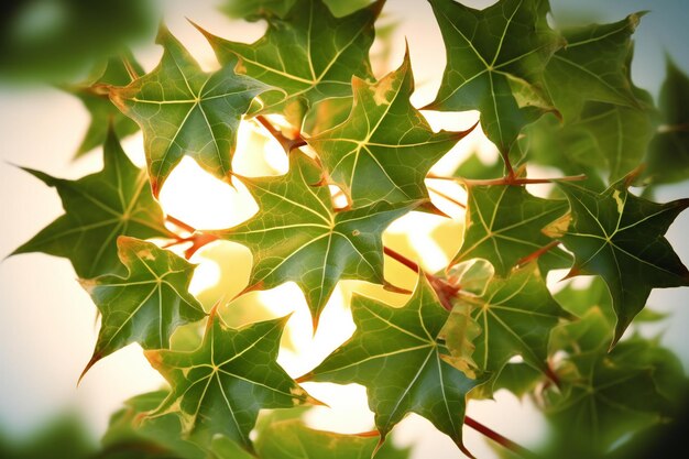 Zielone liście klonu z promieniami słońca Płytka głębia ostrości