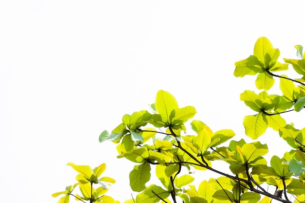 Zielone liście liści pączkujące na wiosnę na tleWiosną koncepcja eko naturalnego tła