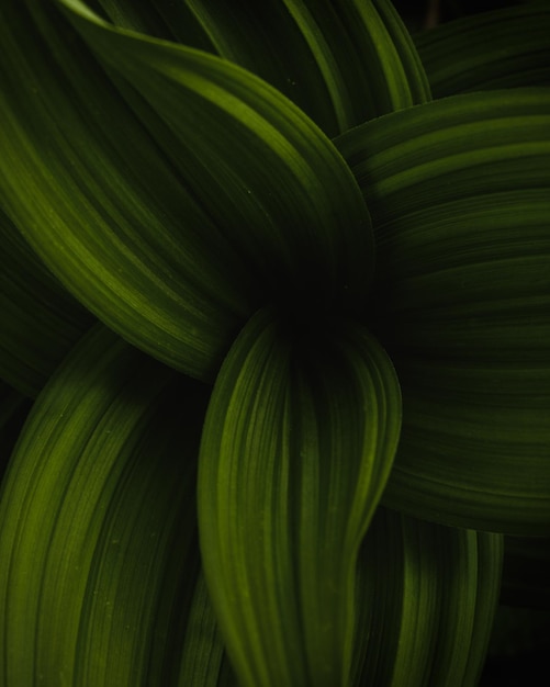 Zielone liście. Mistyczny, ciemnozielony projekt środowiskowy