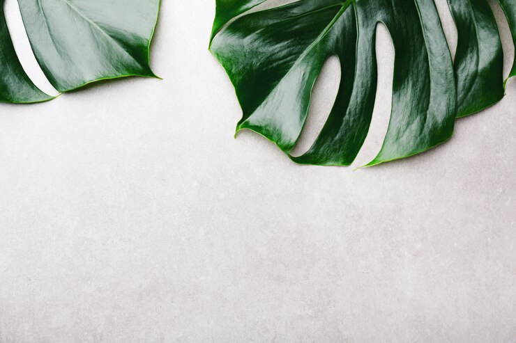Zdjęcie zielone liście monstera na szarym