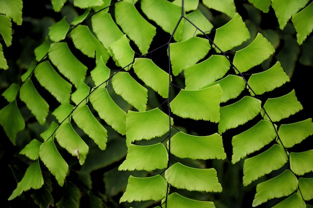 Zdjęcie zielone liście na czarnym tle