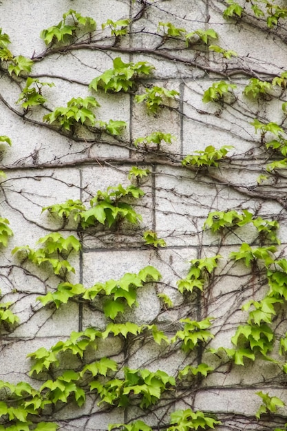 Zielone liście na tle cegły ściany