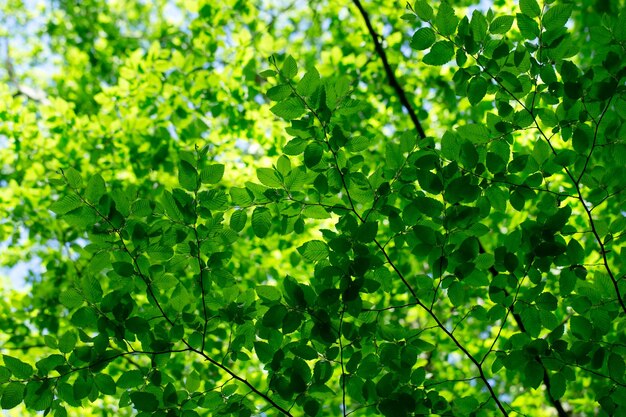 Zielone liście na zielonym tle