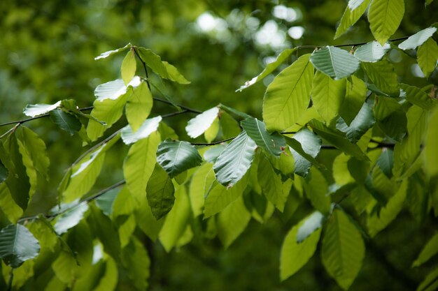 Zielone Liście Natura Wiosna I Lato W Tle